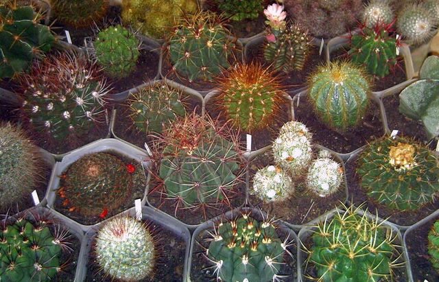 Cactuºi globulari