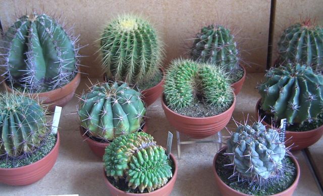Cactuºi globulari