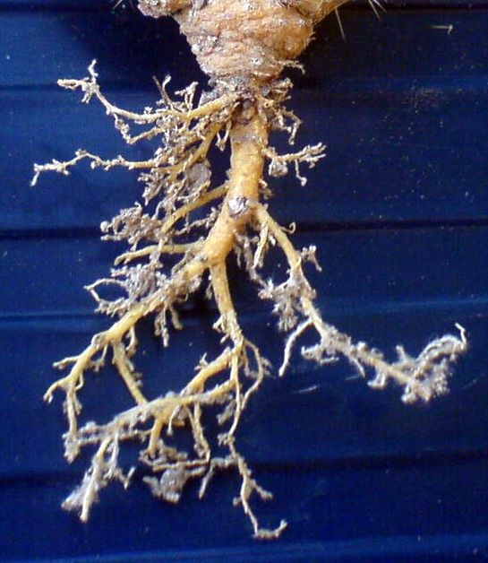 Rãdãcinã