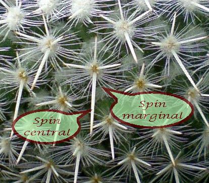Spini