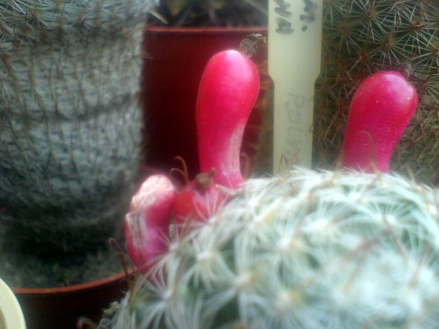 Fruct de cactus