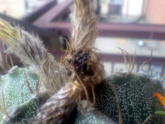 Fruct de cactus deschis