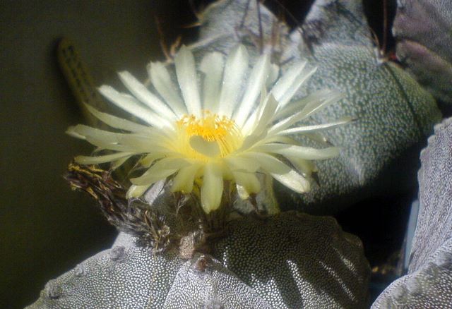 Floare de cactus