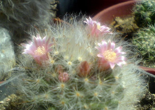 Floare de cactus