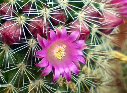 Floare de cactus