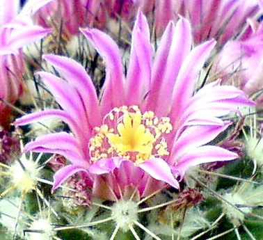 Floare de cactus