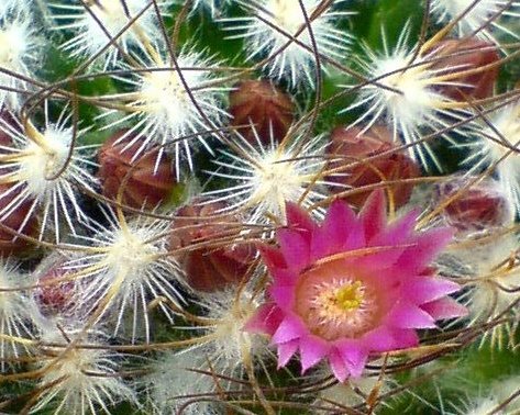 Floare de cactus