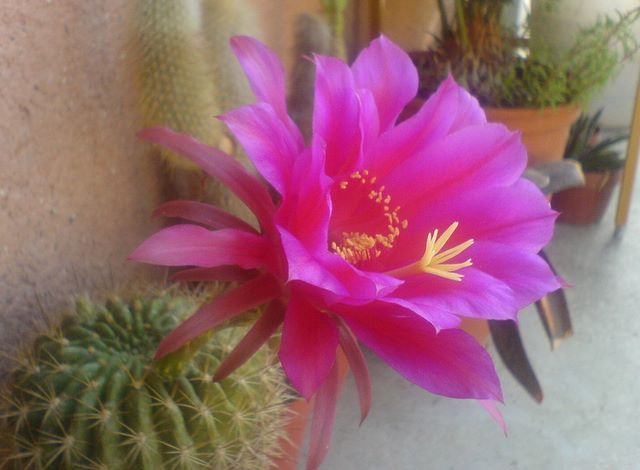 Floare de cactus