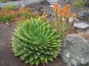 Fájlnév : Aloe_polyphylla_6.JPG
Fájlméret : 318KB
Méretek : 800x600
Hozzáadás dátuma : 2010 Február 02. Aloe_polyphylla_6.JPG