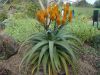 Fájlnév : Aloe_thraskii_1.JPG
Fájlméret : 326KB
Méretek : 800x600
Hozzáadás dátuma : 2010 Február 02. Aloe_thraskii_1.JPG