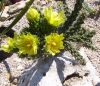 Cylindropuntia_whipplei.jpg