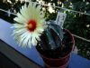 Fájlnév : DSC00378.jpg
Fájlméret : 167KB
Méretek : 800x600
Hozzáadás dátuma : 2008 Augusztus 03. DSC00378.jpg