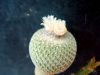 Dateiname : Epithelantha_micromeris_2_resize.JPG
Dateigröße : 129KB
Abmessungen : 720x540
hinzugefügt am : 14.September 2008 Epithelantha_micromeris_2_resize.JPG