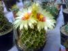 Fájlnév : Hamatocactus_setispinus_exposure_resize.jpg
Fájlméret : 185KB
Méretek : 800x600
Hozzáadás dátuma : 2008 Június 14. Hamatocactus_setispinus_exposure_resize.jpg
