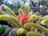 Hildewinteria_aureispinus_03_exposure_resize.jpg