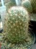 Fájlnév : Mammillaria_angelensis_029_exposure_resize.jpg
Fájlméret : 137KB
Méretek : 450x600
Hozzáadás dátuma : 2008 Június 14. Mammillaria_angelensis_029_exposure_resize.jpg