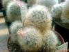 Nume fişier=Mammillaria_bocasana__var__multilanata_033_exposure_resize.jpg
Mărime fişier=199KB
Dimensiuni=800x600
Data adăugării=Iunie 14, 2008 Mammillaria_bocasana__var__multilanata_033_exposure_resize.jpg