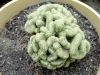 Fájlnév : Mammillaria_elongata_cristata_1_resize.JPG
Fájlméret : 208KB
Méretek : 720x540
Hozzáadás dátuma : 2008 Szeptember 14. Mammillaria_elongata_cristata_1_resize.JPG
