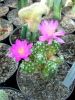 Fájlnév : Mammillaria_haudeana_1a_resize.JPG
Fájlméret : 289KB
Méretek : 720x960
Hozzáadás dátuma : 2008 Szeptember 14. Mammillaria_haudeana_1a_resize.JPG
