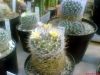 Fájlnév : Mammillaria_leucantha_exposure_resize.jpg
Fájlméret : 202KB
Méretek : 800x600
Hozzáadás dátuma : 2008 Június 14. Mammillaria_leucantha_exposure_resize.jpg