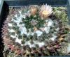 Dateiname : Mammillaria_lloydii_1_resize.jpg
Dateigröße : 224KB
Abmessungen : 720x595
hinzugefügt am : 14.September 2008 Mammillaria_lloydii_1_resize.jpg