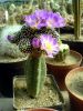 Mammillaria_luethy2_exposure_resize.jpg