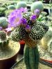 Mammillaria_luethy_exposure_resize.jpg