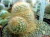 Mammillaria_pennispinosa_027_exposure_resize.jpg