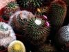 Fájlnév : Mammillaria_spinossisima_var__unpico.jpg
Fájlméret : 187KB
Méretek : 800x600
Hozzáadás dátuma : 2008 Június 17. Mammillaria_spinossisima_var__unpico.jpg