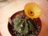 Nom du fichier : Notocactus_ottonis_v_globularis.JPG
Poids du fichier : 172KB
Dimensions : 800x600
Ajouté le : 22 Sep 2009 Notocactus_ottonis_v_globularis.JPG