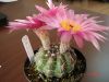 Filename=Notocactus_uebelmannianus.JPG
Filesize=196KB
Dimensions=800x600
Date added=Sep 22, 2009 Notocactus_uebelmannianus.JPG