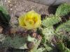 Opuntia_compressa.jpg