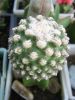 Pediocactus_knowltonii_2_resize.JPG