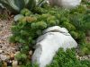 Sedum_hispanicum.JPG