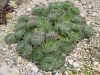 Sempervivum_arachnoideum.JPG
