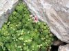 Sempervivum_sp_06_resize.jpg