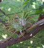 T__ionantha_Haselnuss.jpg