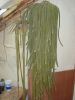apflageliformis.JPG