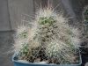 Dateiname : cochsetispinus.JPG
Dateigröße : 239KB
Abmessungen : 800x600
hinzugefügt am : 26.September 2009 cochsetispinus.JPG