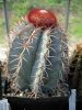 Nume fişier=melocactus_azureus.jpg
Mărime fişier=182KB
Dimensiuni=600x800
Data adăugării=Iunie 14, 2008 melocactus_azureus.jpg