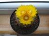 parodia_aurespina4.jpg