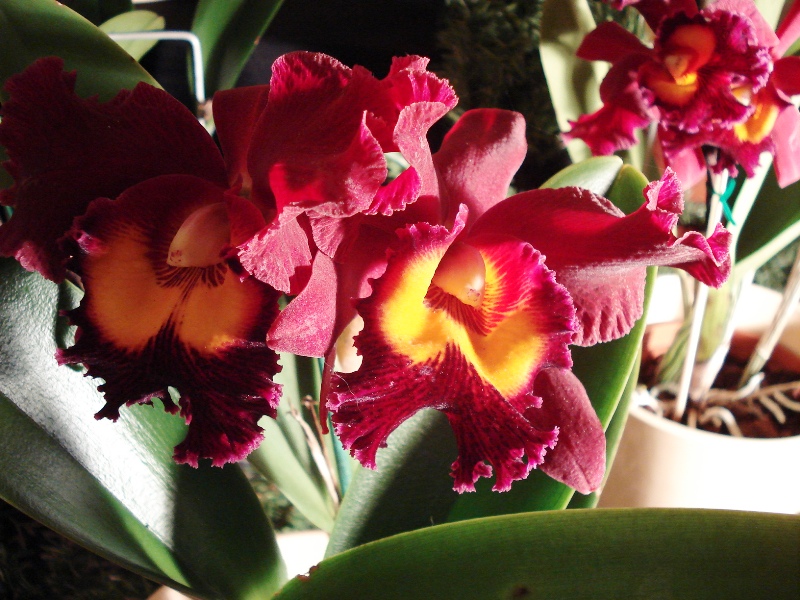Klicken für Bild in voller Größe
