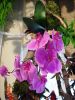 DSC00811M.jpg