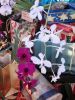 DSC00862M.jpg