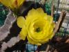 Echinocereus_subinermis(O_07)_4_resize.jpg