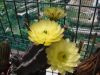 Echinocereus_subinermis(O_07)_5_resize.jpg
