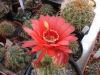 Fájlnév : helianthocereus3_resize.JPG
Fájlméret : 194KB
Méretek : 800x600
Hozzáadás dátuma : 2008 November 16. helianthocereus3_resize.JPG