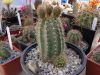 Fájlnév : helianthocereus_resize.JPG
Fájlméret : 262KB
Méretek : 800x600
Hozzáadás dátuma : 2008 November 16. helianthocereus_resize.JPG